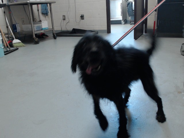 Photo of ACE (DOG)