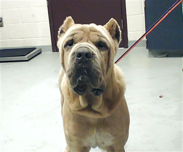 Photo of HERCULES (DOG)