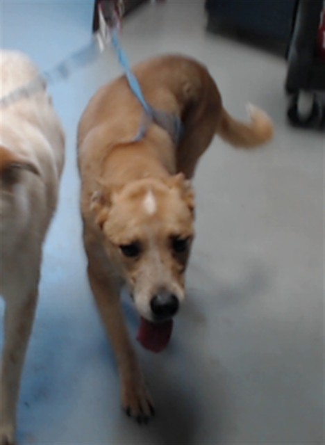 Photo of NOVA (DOG)