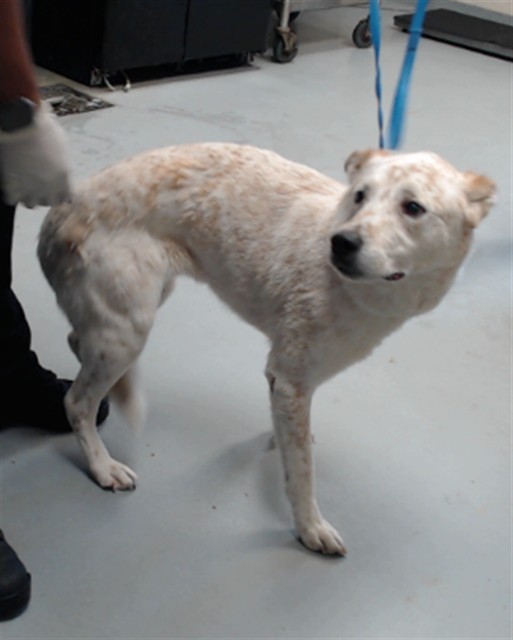 Photo of REX (DOG)