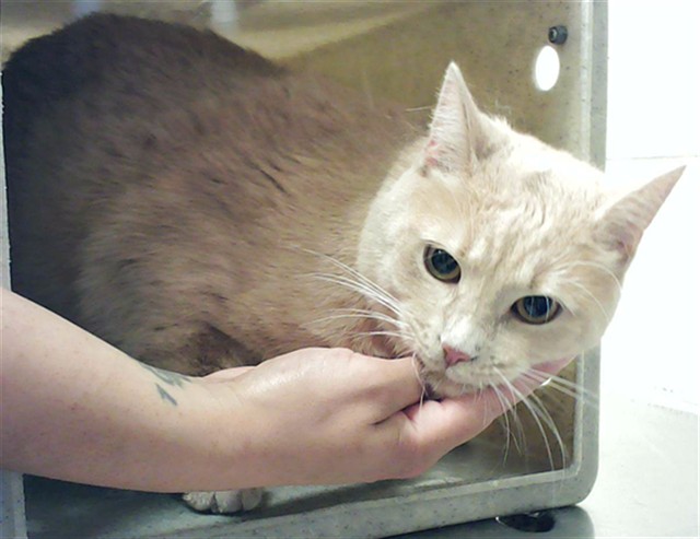 Photo of BONNY (CAT)