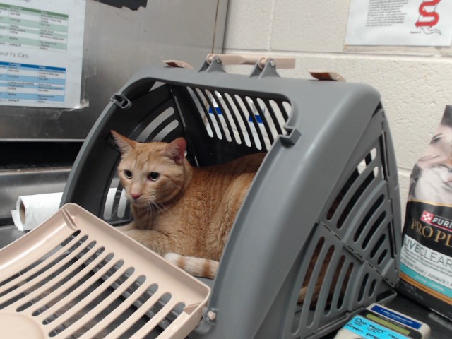 Photo of DALE (CAT)