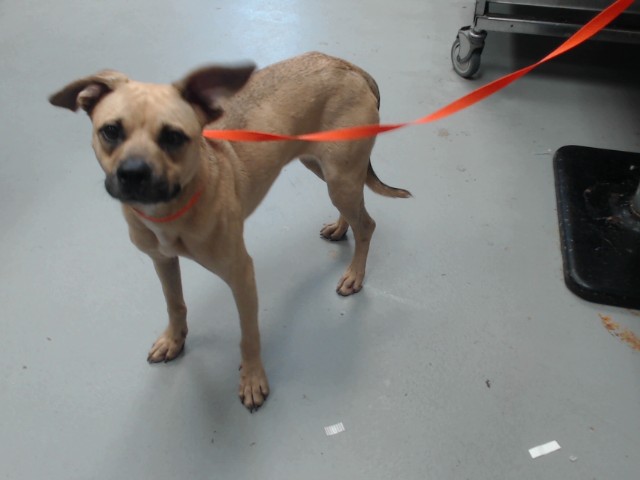 Photo of KASSIDY (DOG)