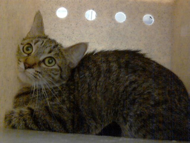 ID#A421683