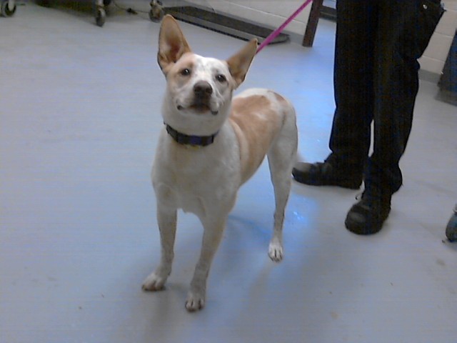 Photo of SADIE MAE (DOG)