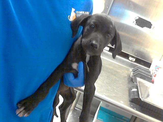 ID#A423851