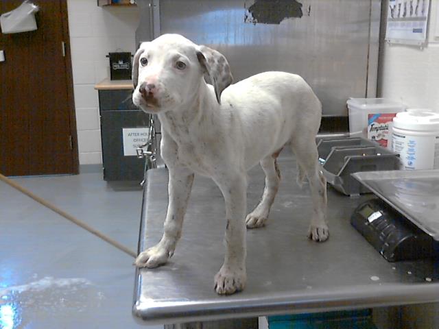 ID#A423853