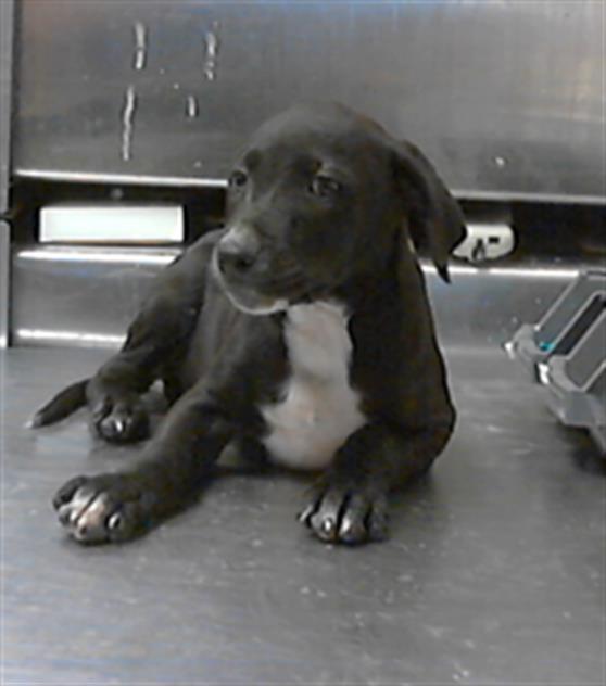 ID#A423855