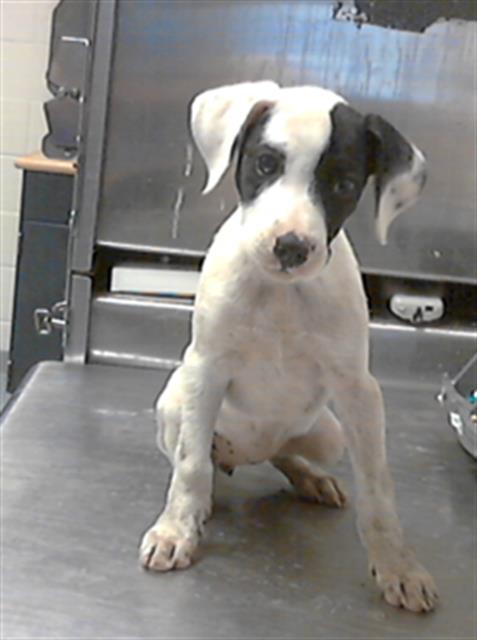 ID#A423856