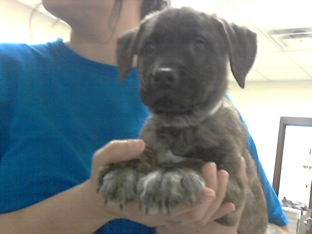 Photo of NIGHTSHADE (DOG)