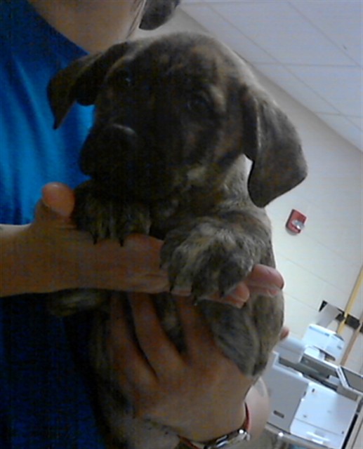 Photo of TROPIC THUNDER (DOG)