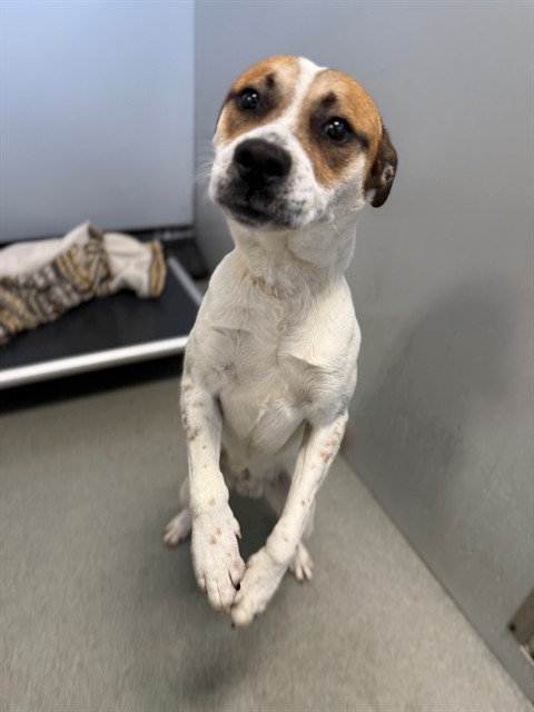 Photo of JOE DIRT (DOG)