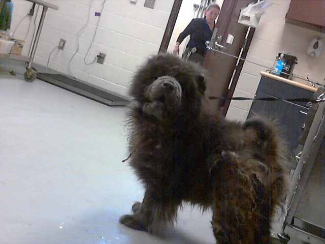 Photo of CAMDEN (DOG)