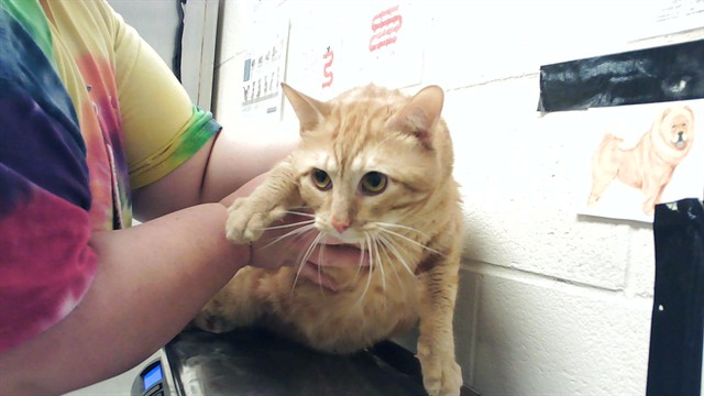 Photo of ATLAS (CAT)