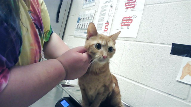 Photo of KALLIE (CAT)