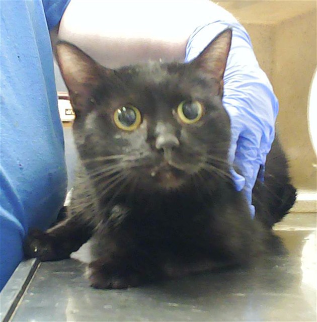 Photo of PAWTASTIC (CAT)