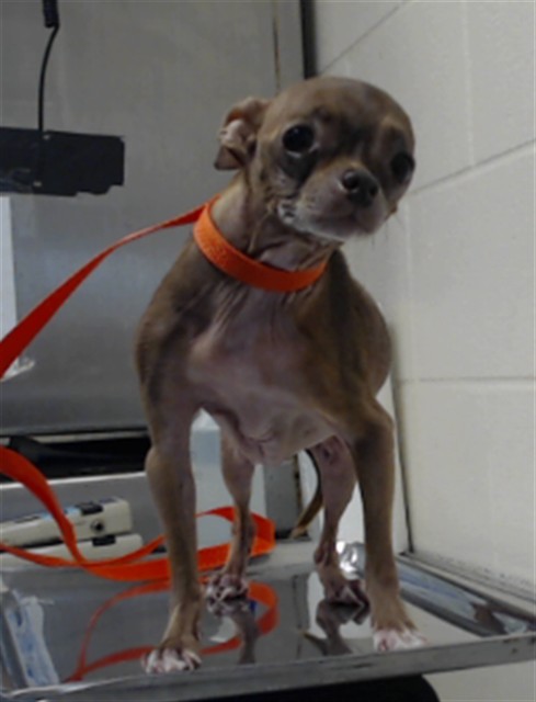 Photo of COCO (DOG)