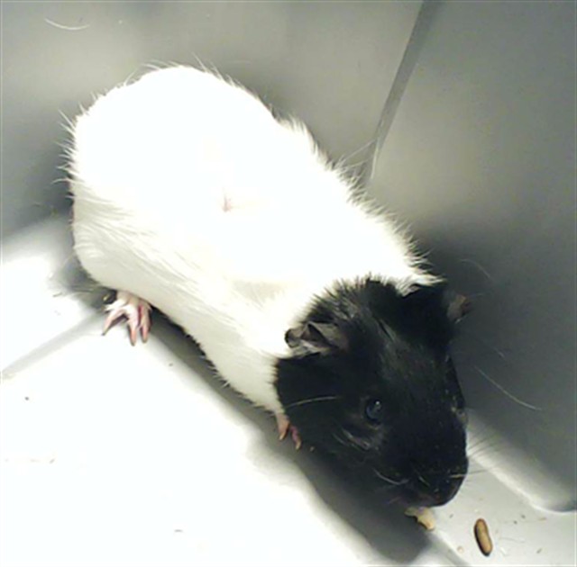 Photo of OREO (OTHER)