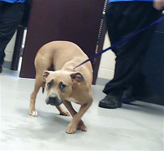 Photo of REIGN (DOG)