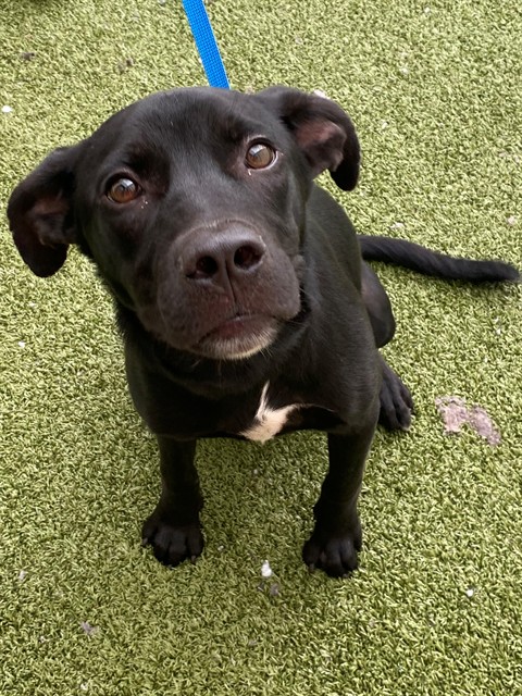 Photo of COAL (DOG)