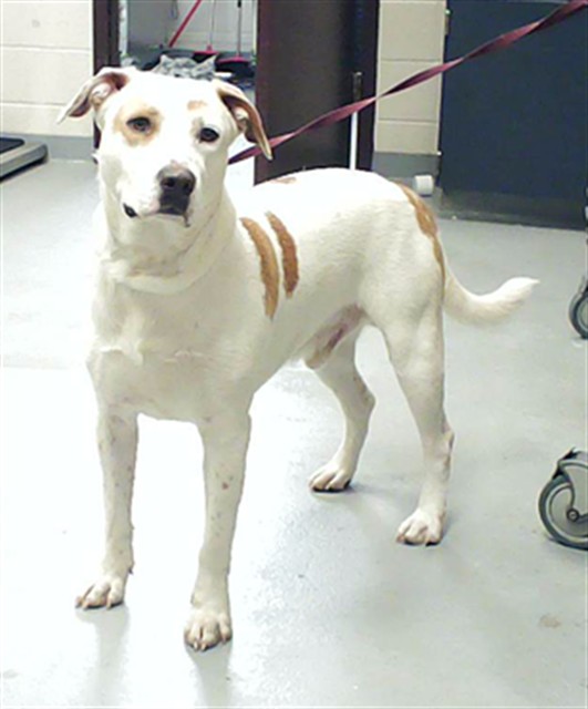 Photo of SUNDAE (DOG)