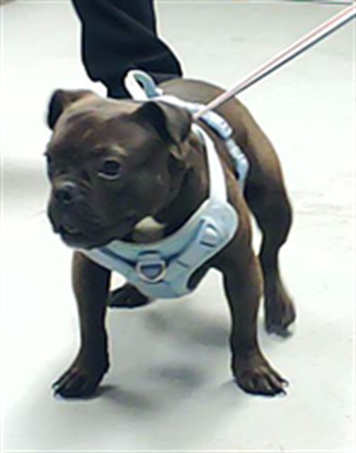 Photo of ONYX (DOG)