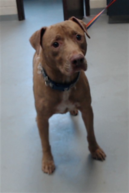 Photo of REBEL (DOG)