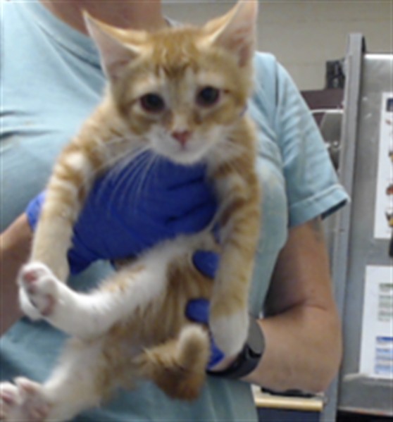 Photo of MAXWELL (CAT)