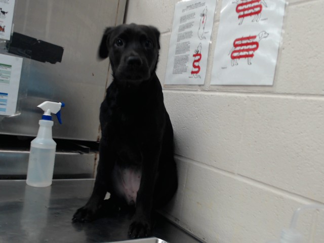 Photo of LEA (DOG)