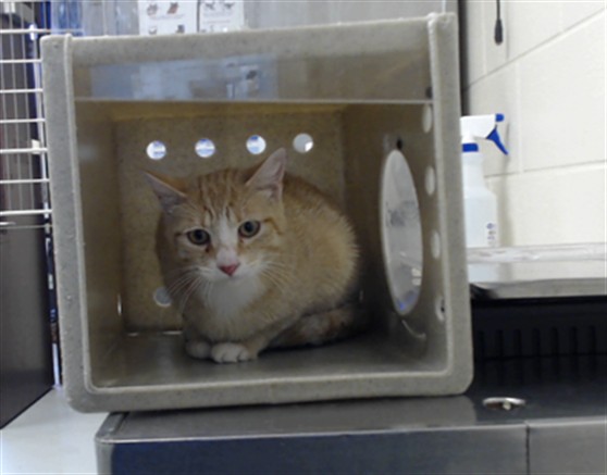 Photo of TIGER (CAT)
