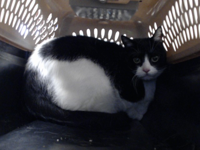 Photo of TUNA (CAT)