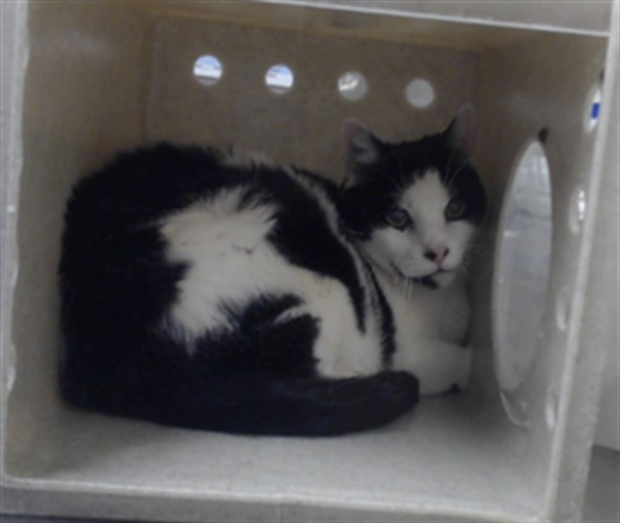 Photo of PEPPER (CAT)