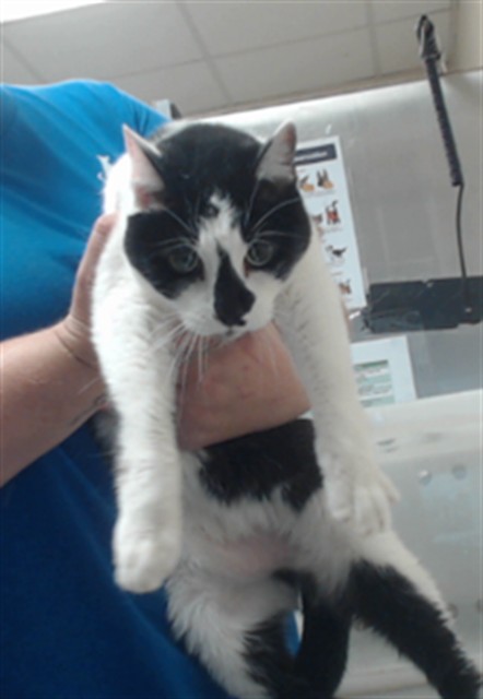 Photo of SALT (CAT)