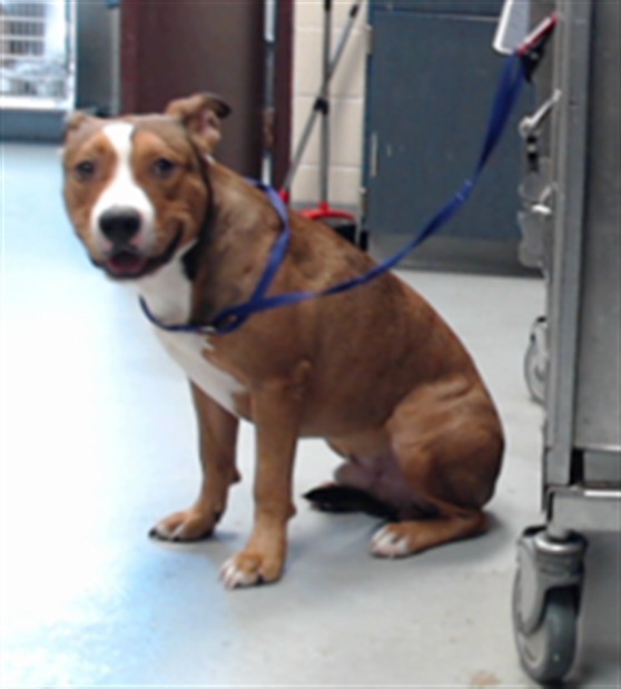 Photo of LEO (DOG)