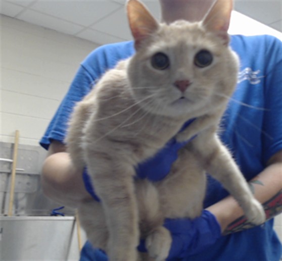 Photo of MARSHMALLOW (CAT)