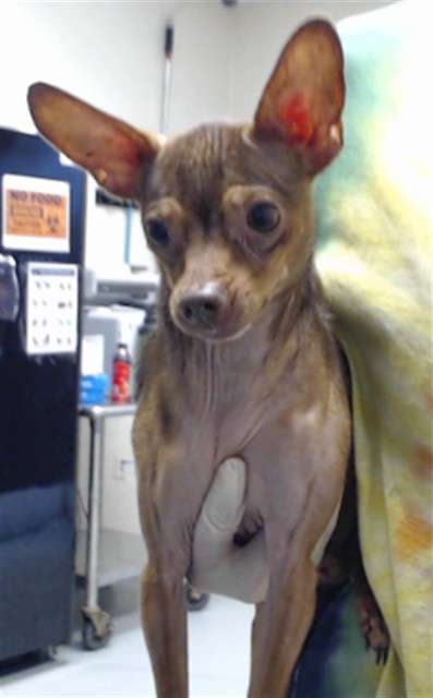 Photo of CHICO (DOG)