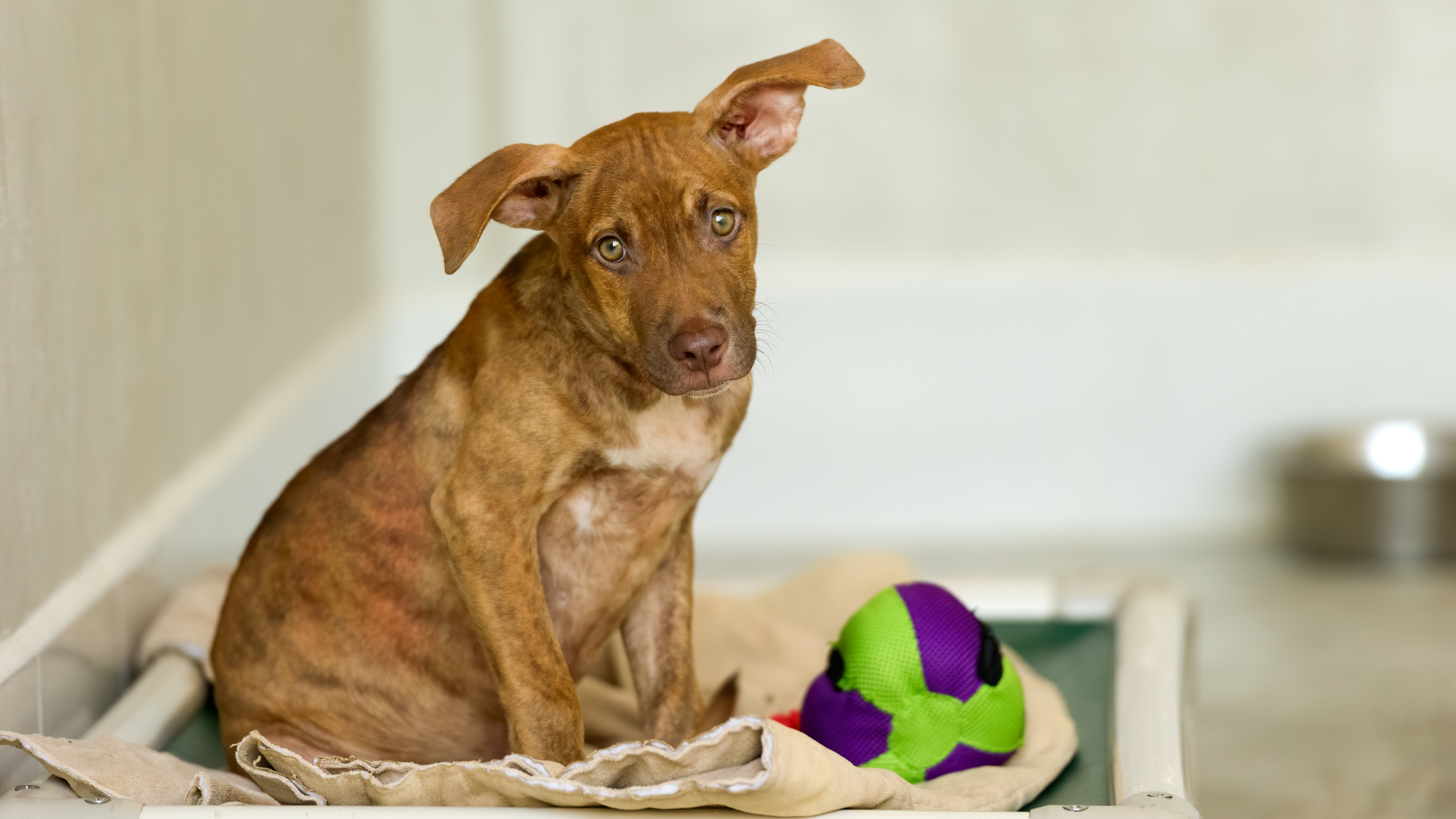 shelter_dog