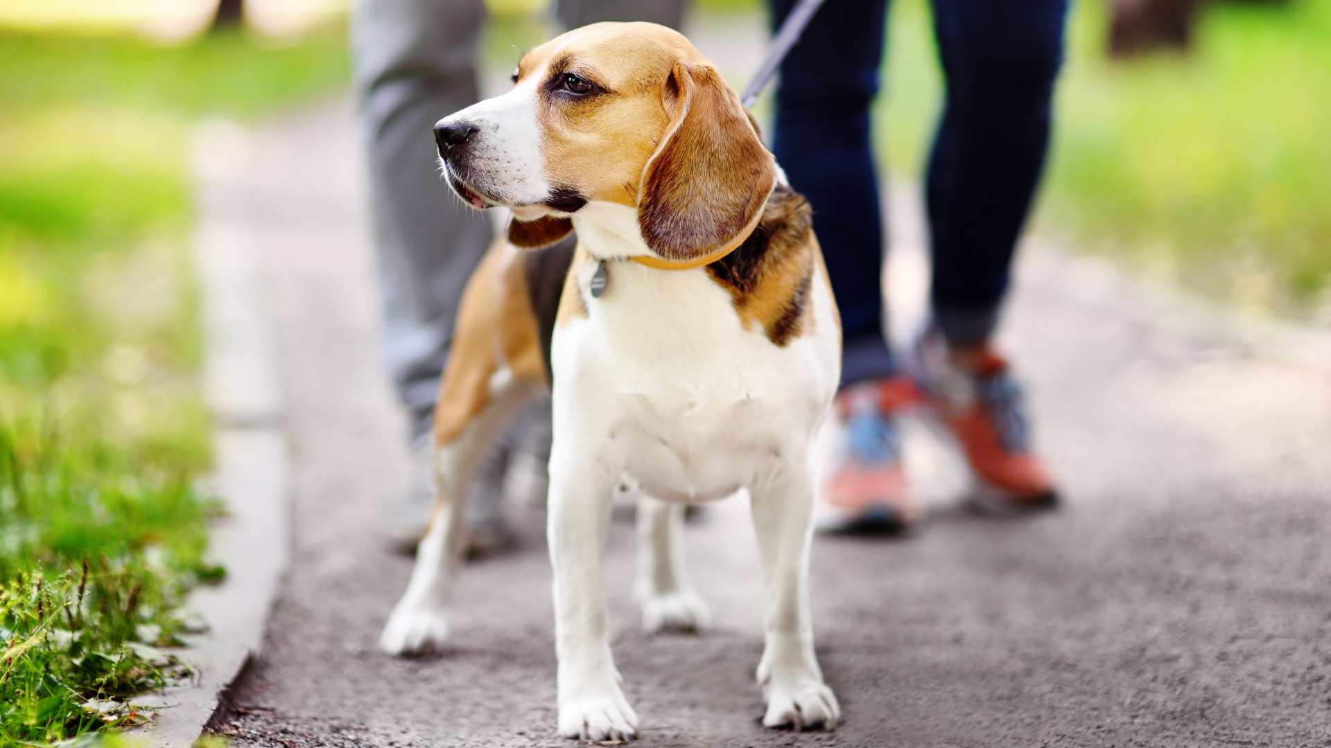 Animal code of ordinance.