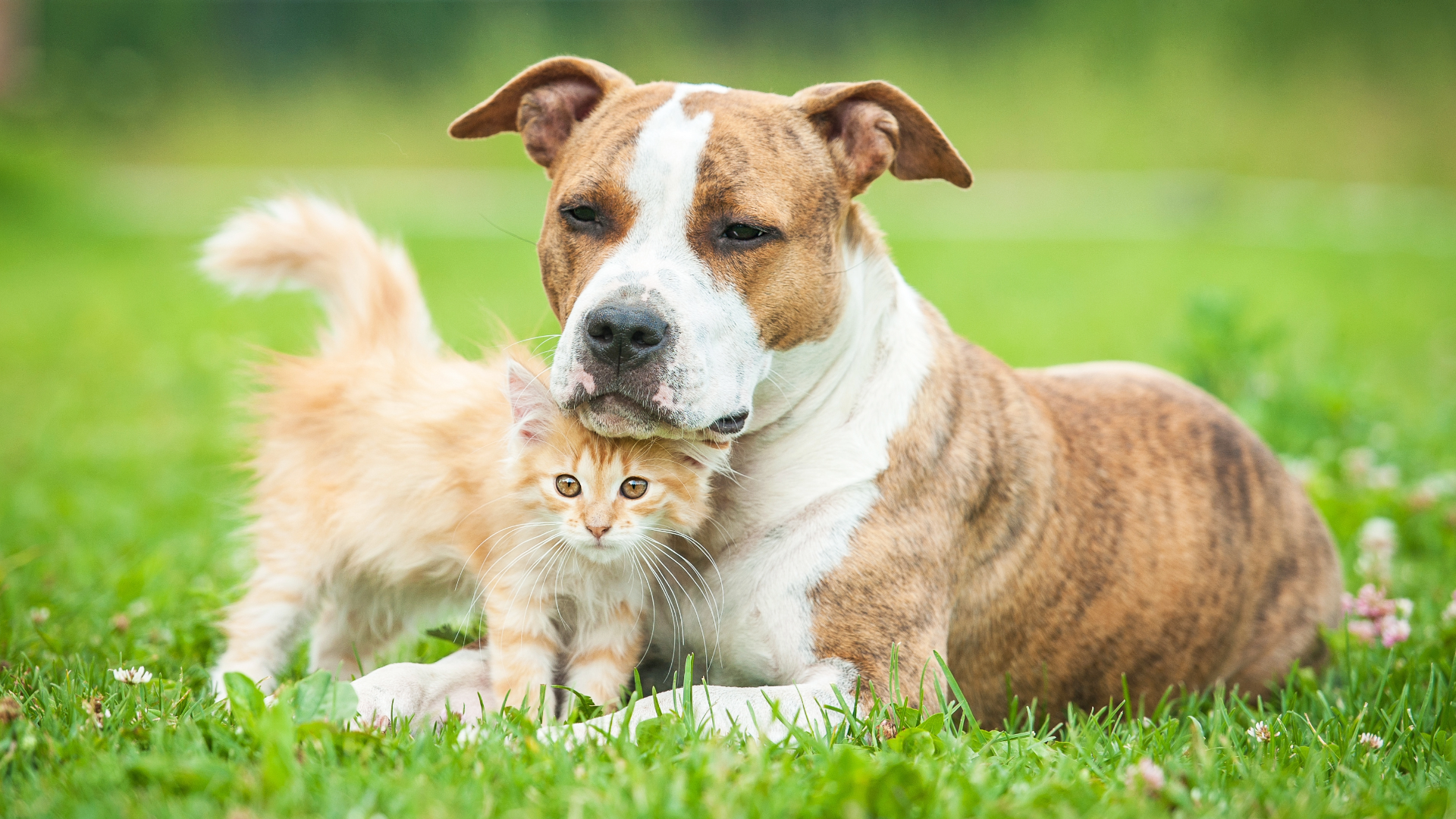 kitten and dog in the grass on a sunny day