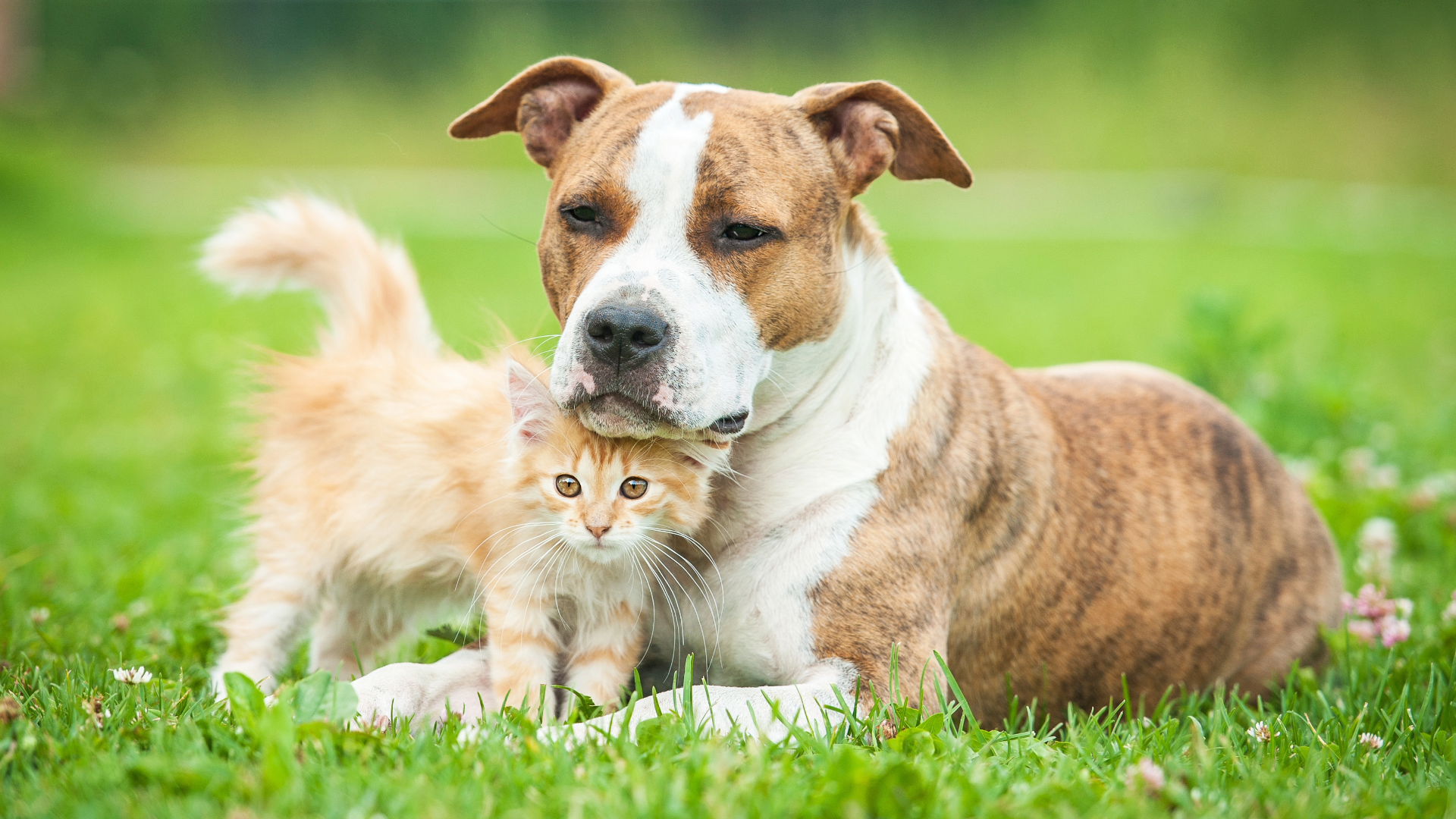 Pay for your pet adoption, fees, fines, and donations.
