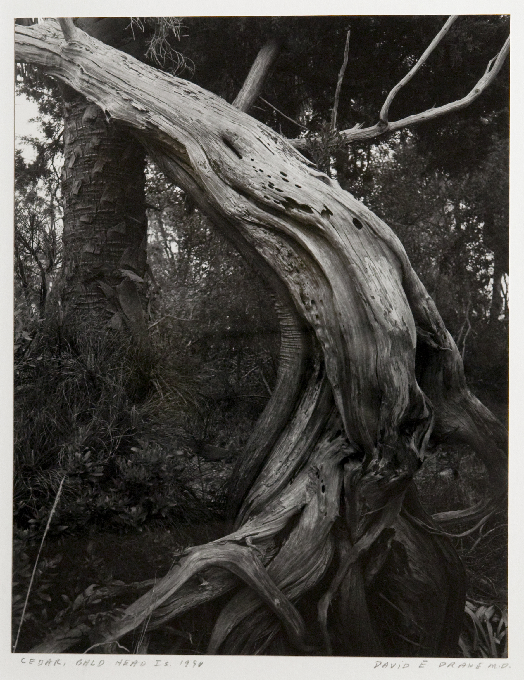 Cedar, Bald Head Island by Dr. David E. Drake